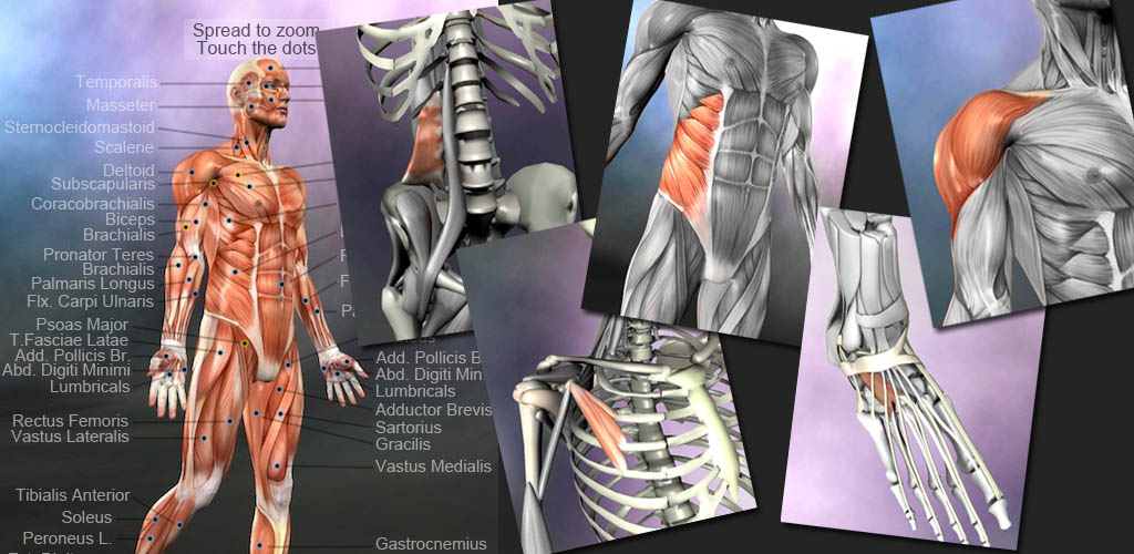 Learn Muscles: Anatomy 
