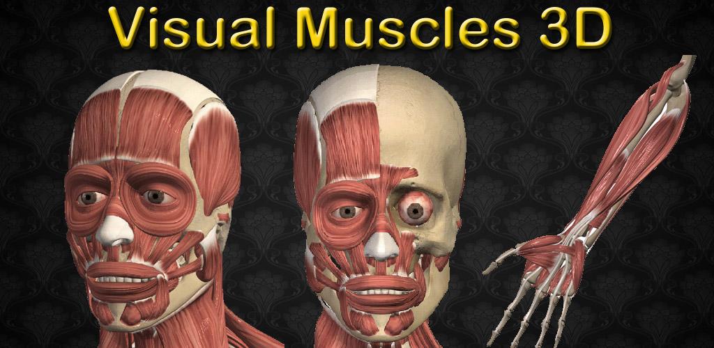 Visual Muscles 3D