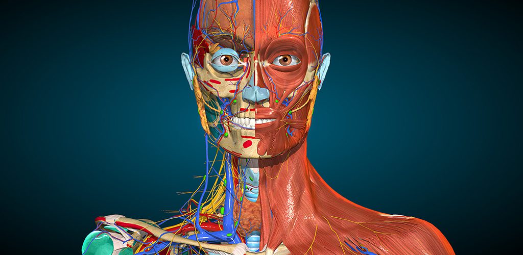 Anatomy Learning - 3D Anatomy 