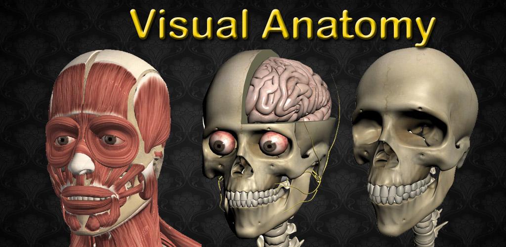 Visual Anatomy 2